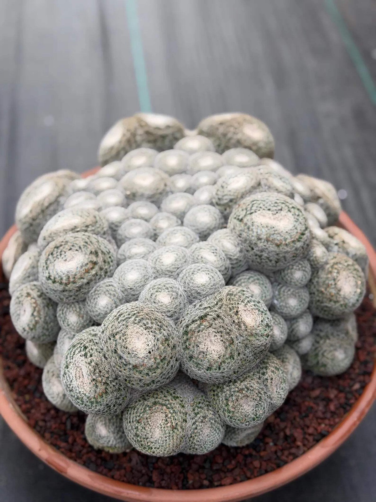 Mammillaria Perbella Monster Cluster | Rare Specimen Live Cactus Plant