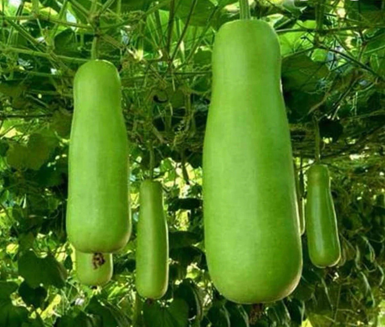 50+ SEEDS.Bottle Gourd -Upo-Calabash-HEIRLOOM Seeds Buy2get1free(add 2 In Cart)