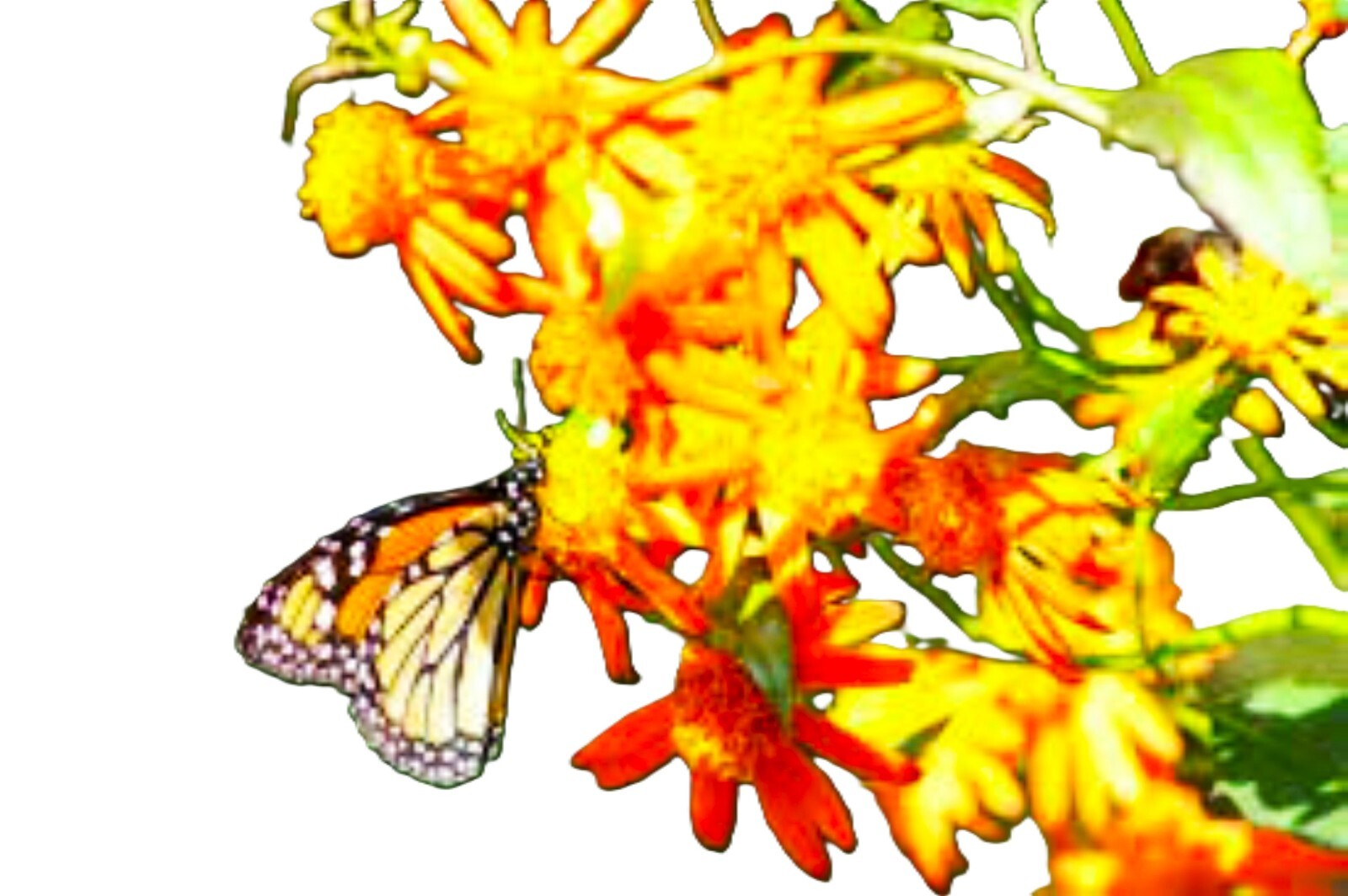 Mexican Flame Vine Pseudogynoxys chenopodioides Fragrant Pollinator Big Blooms.