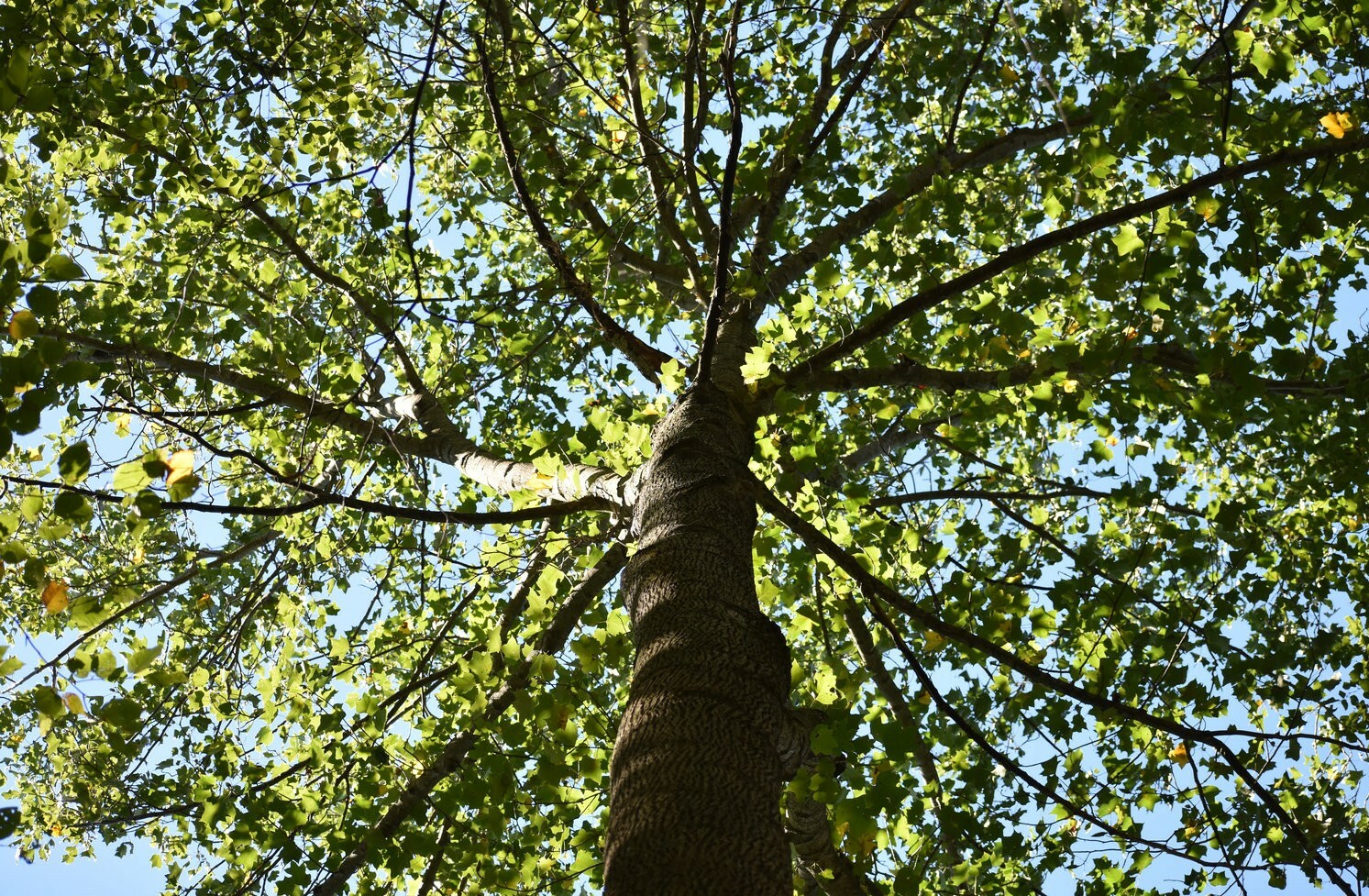 Tulip Poplar (Liriodendron Tulipifera) [APIARISTS,BEEKEEPING,NECTAR,NATIVE, 12+]