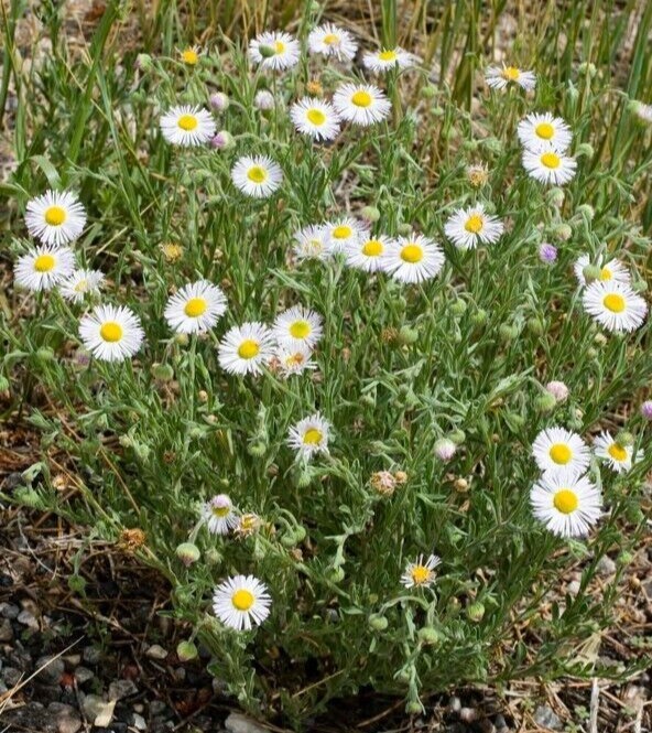 Hairy daisy seeds (Erigeron divergens) -30 seeds-