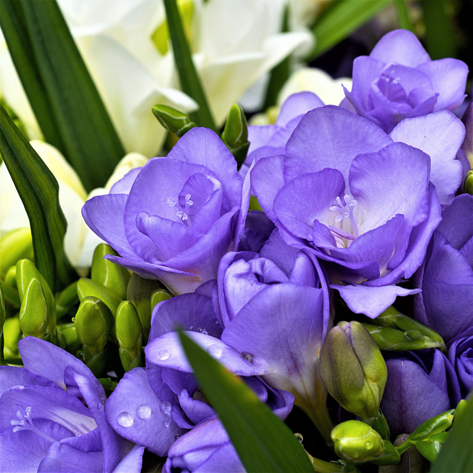 Easy to Grow Freesia Doubles Mix 15 Plant Bulbs, Spring Flowers Zones 9-11