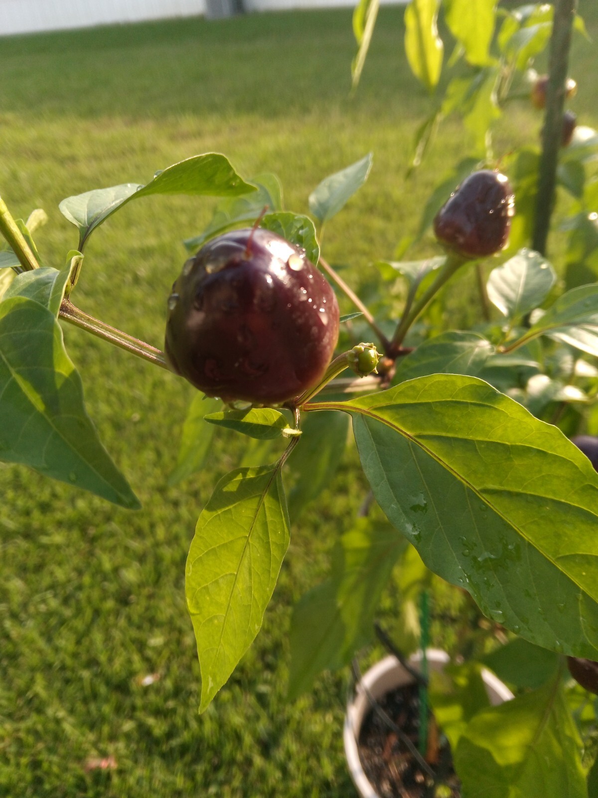 Purple Side Kick Pepper Seeds (Sweet&Spicy)