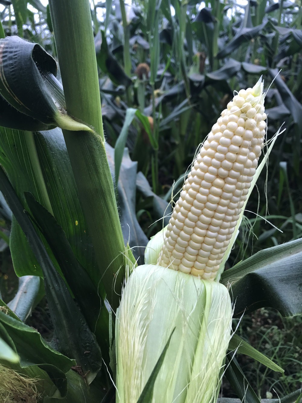Tlaxcala Conico Cremoso Corn Seeds (1 lb) / MEXICAN HEIRLOOM / Non-GMO / RARE