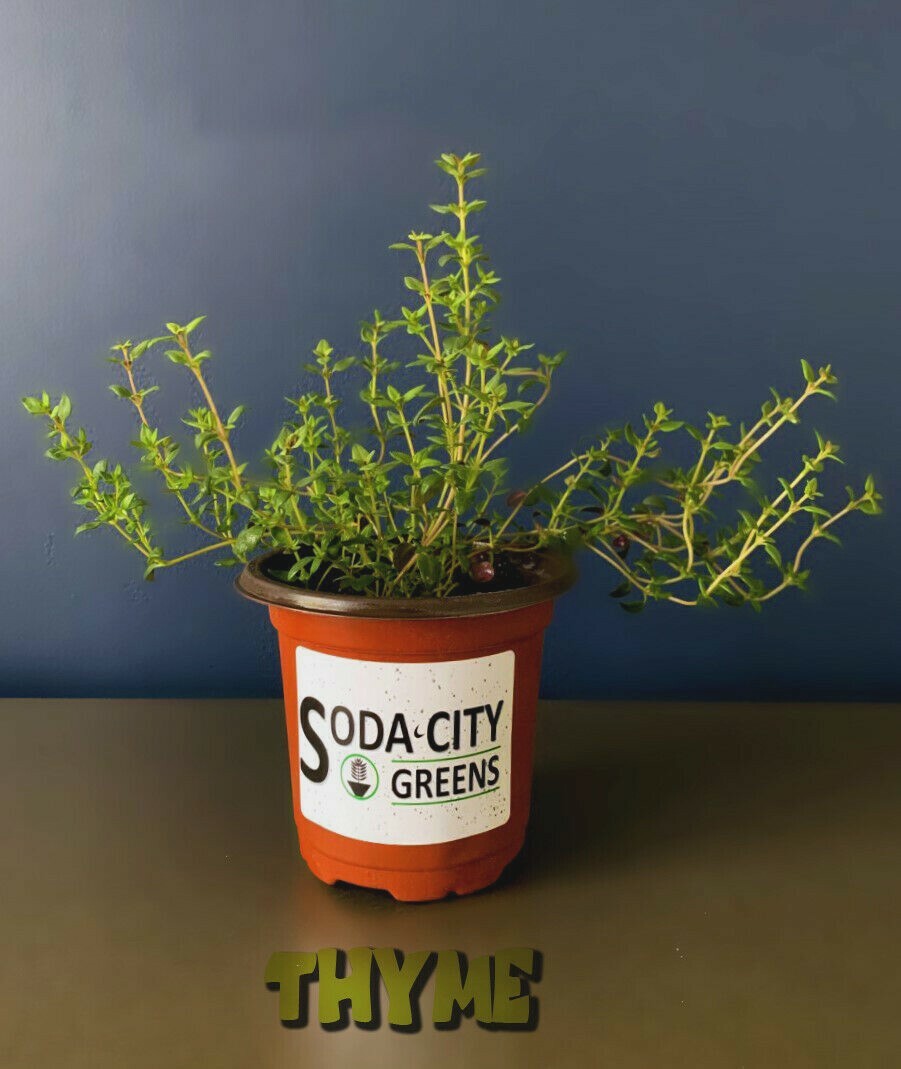 Orange Thyme Herb Seeds