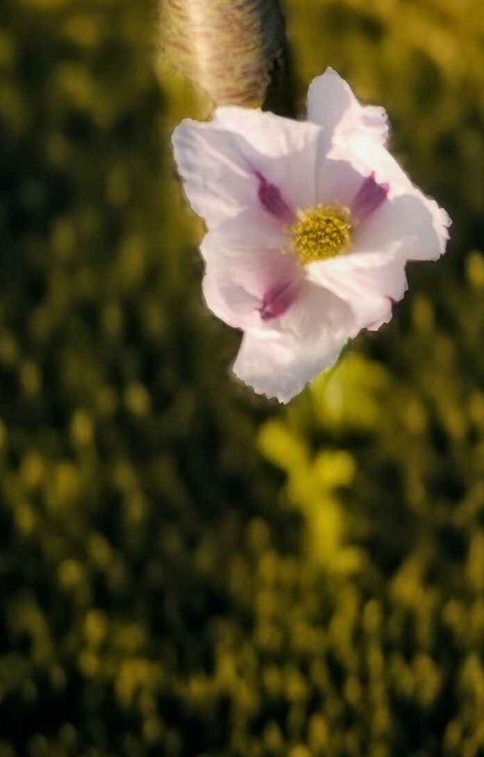 Variety Poppy Seed Mix Papever Somniferum Seeds 1000 Seeds Easy Germinate