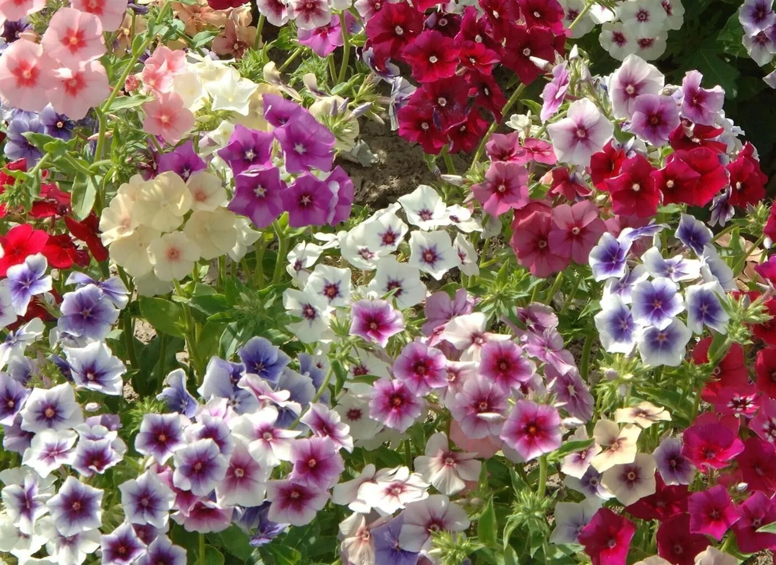 50 Tapstry Phlox Seeds Flower Perennial Seed Flowers Butterfly US SELLER