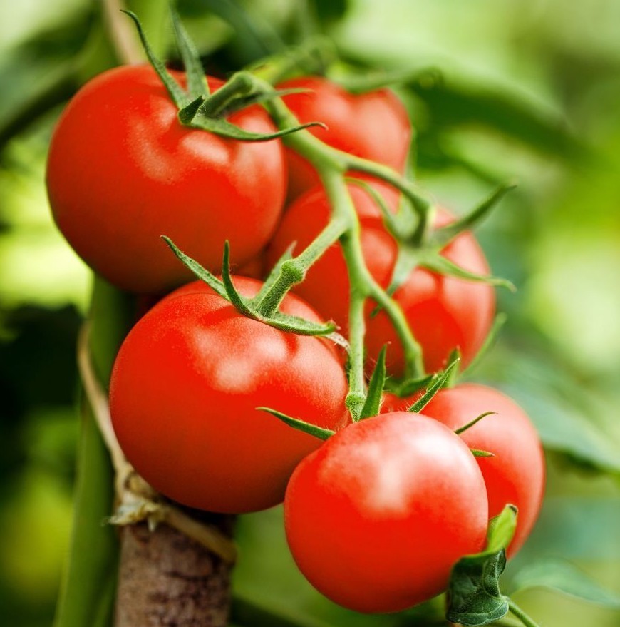 50 Fresh Deliciously Sweet Premium Campari Tomato Seeds-A 12