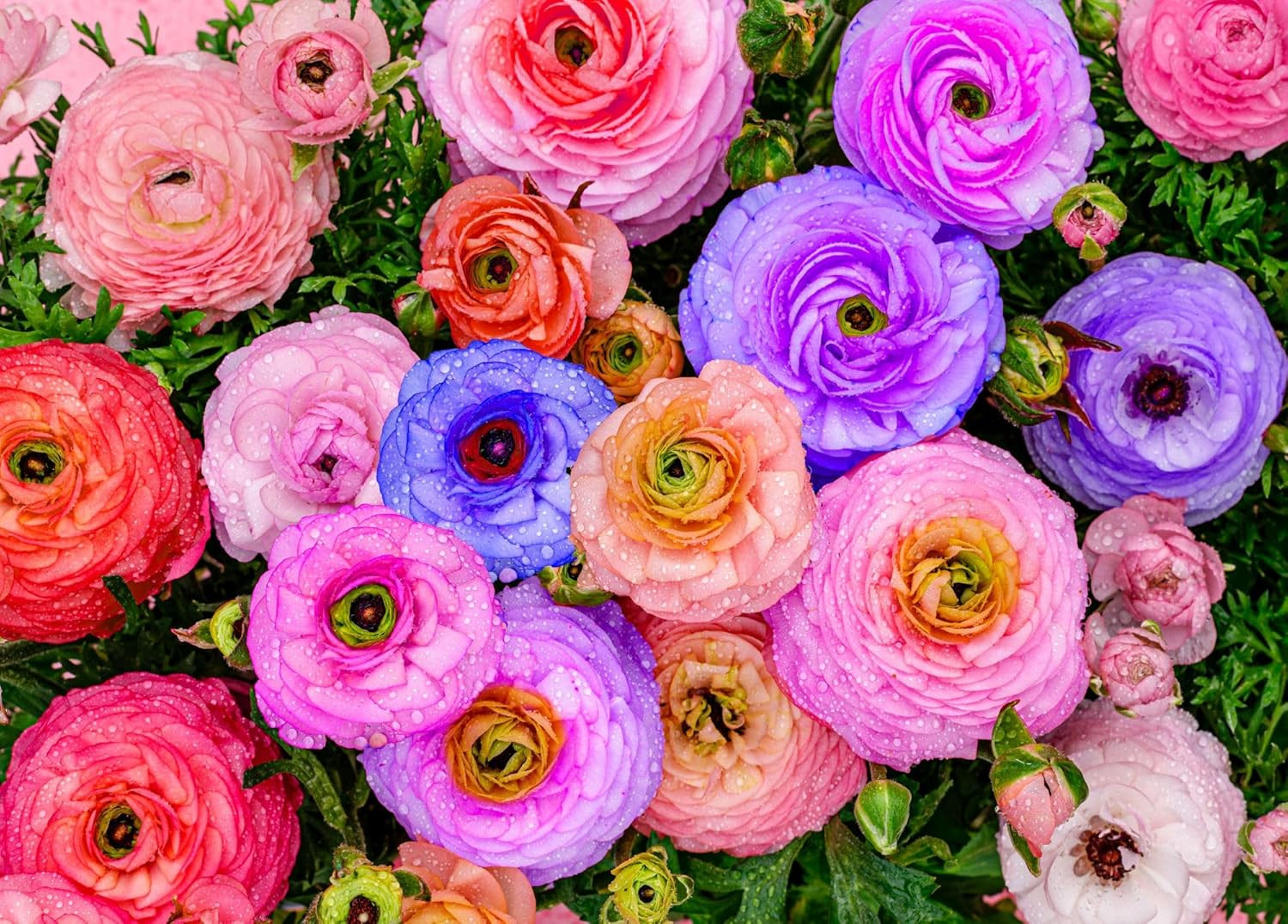 Complete Spring Flower Bulb Garden – 10 Bulbs Ranunculus Bulbs Continuous Blooms