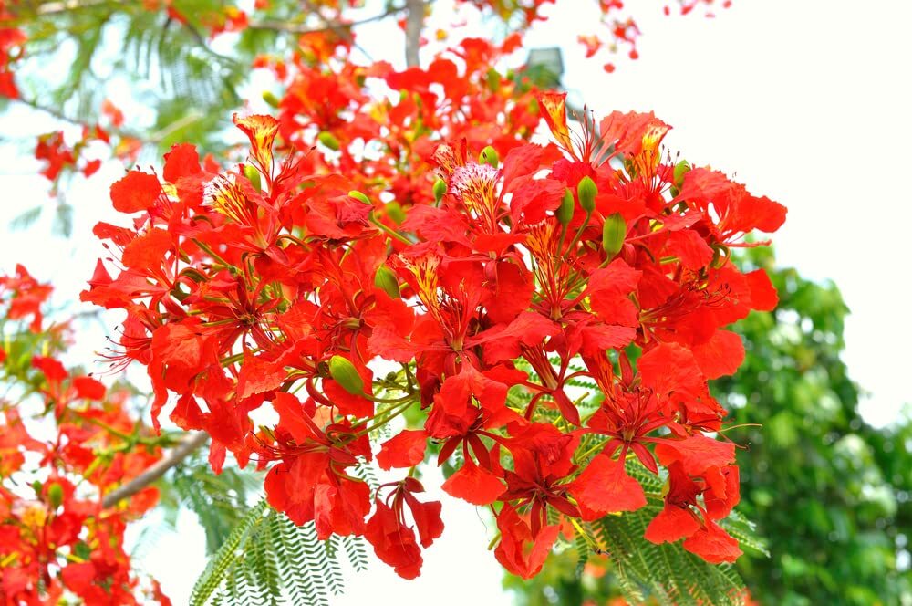 50 Seeds Delonix regia – Royal Poinciana – Flamboyant Flame Tree – Made in USA,