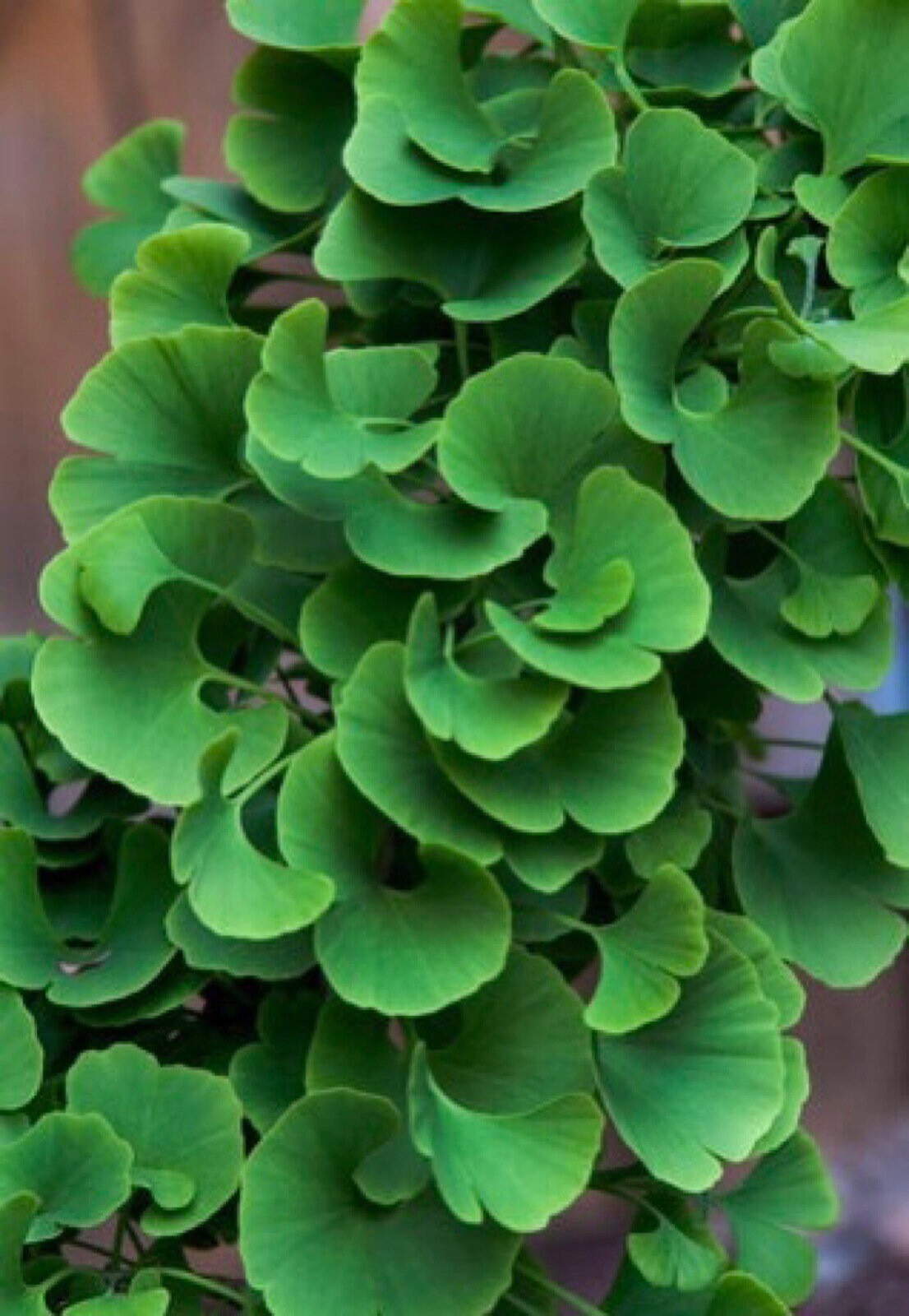 Slovakian Princess ginkgo biloba, live grafted plant, 1 year old graft size