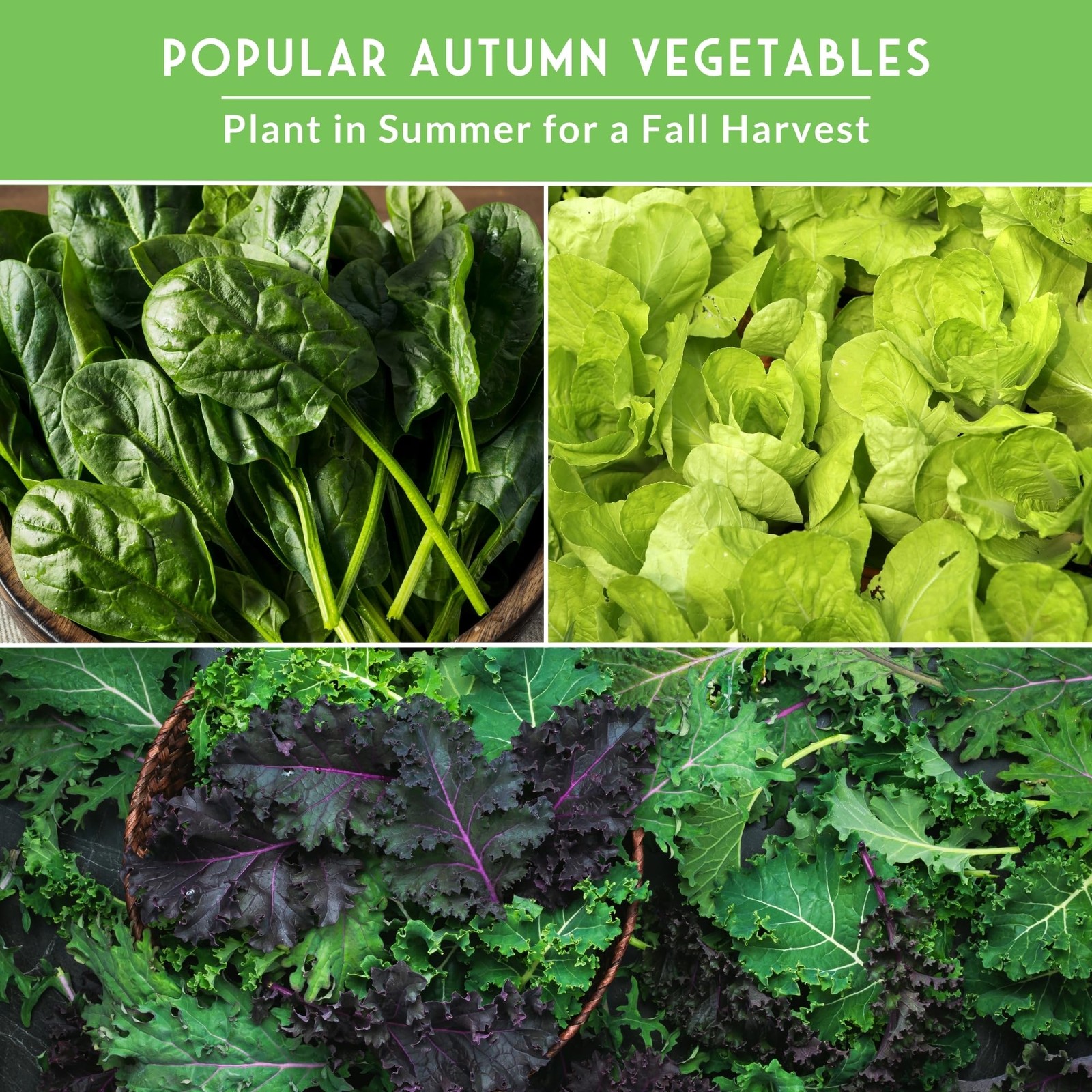 Fall & Winter Vegetable Seed Collection 8 Packs of NonGMO Heirloom Seeds for …