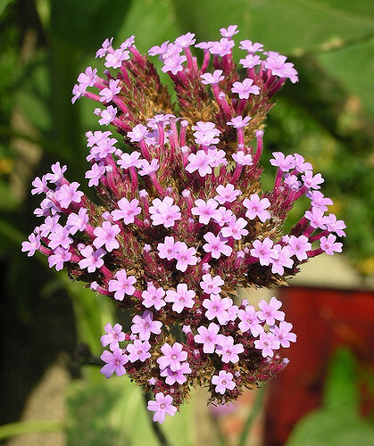 Verbena bonariensis – Purple Top Vervain seed