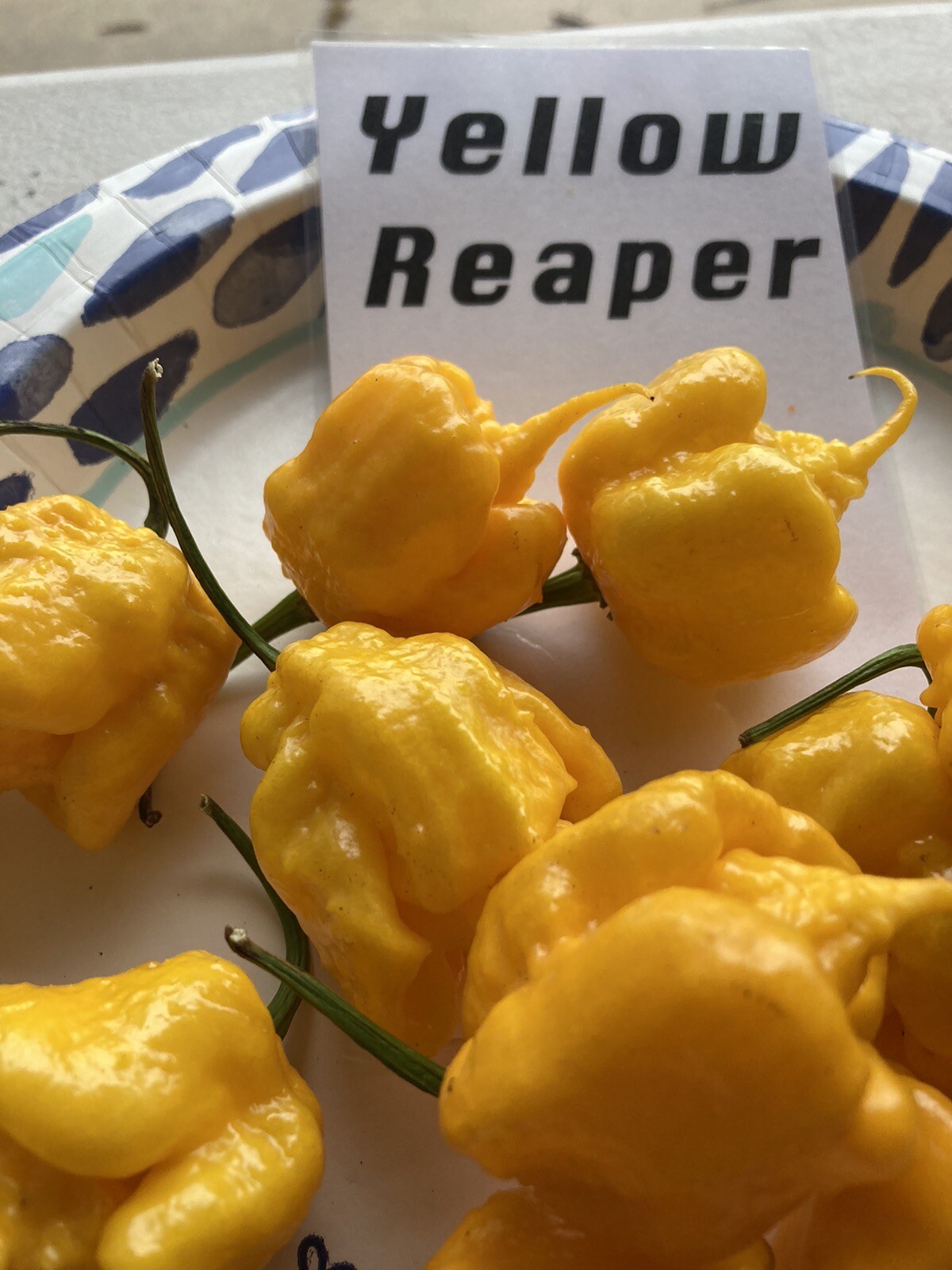 Yellow Reaper Hot Pepper Seeds 15+ Per Pack
