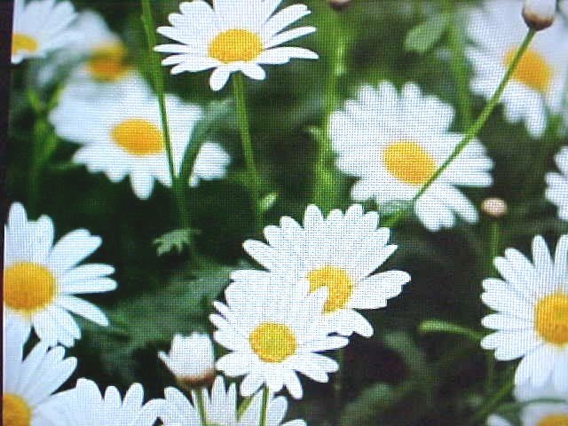 OX-EYE OX-TAIL DAISY FLOWER SEED WHITE BLOOMS WITH BRIGHT YELLOW CENTER PERRINAL