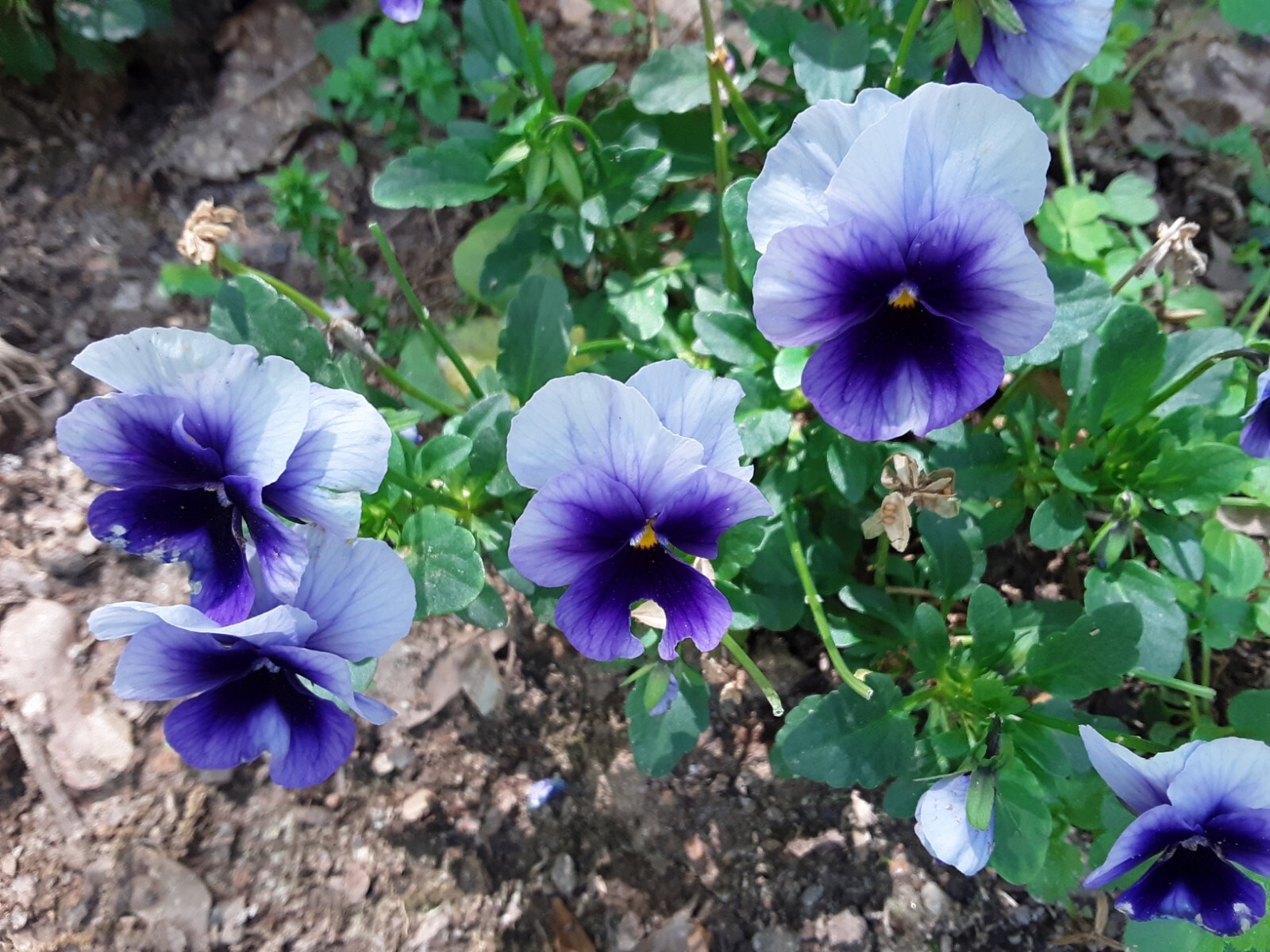 100+ Pansy Swiss Giant Beaconsfield Flower Seeds. US Grown Seeds.