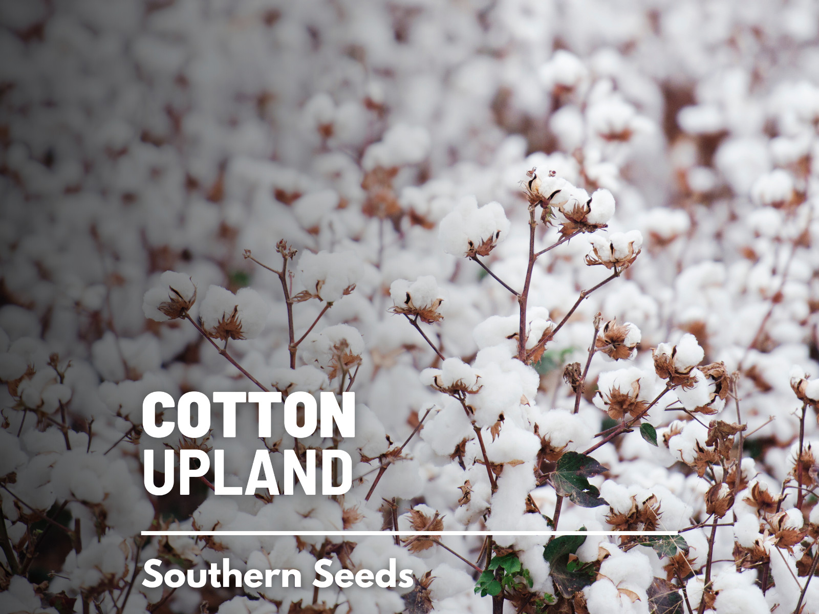 Cotton, Upland – American Upland Cotton – White Cotton – Non-GMO (Gossypium hirs
