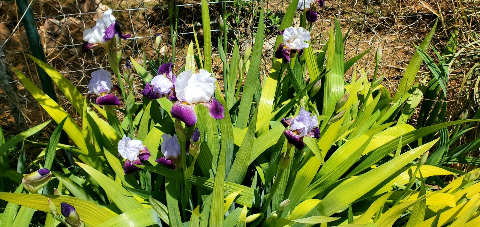 10 Purple Iris Bulbs