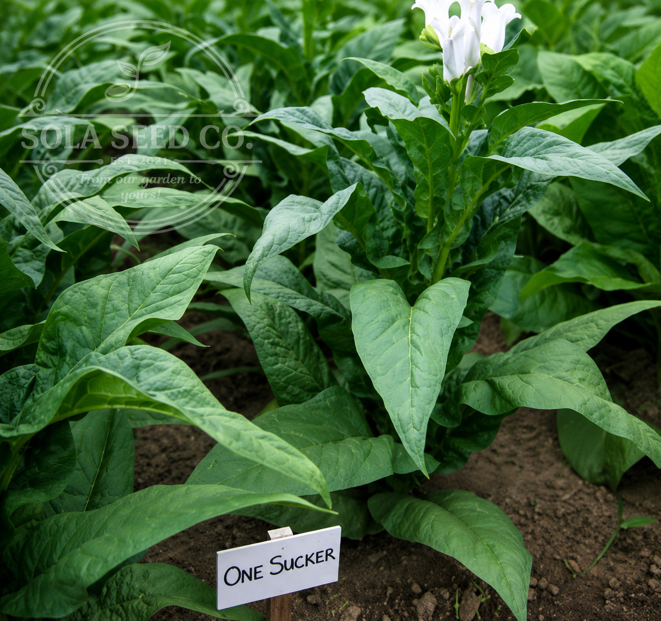 500 Rare One Sucker Tobacco Seeds (Nicotiana tabacum) Ornamental Pollinator USA