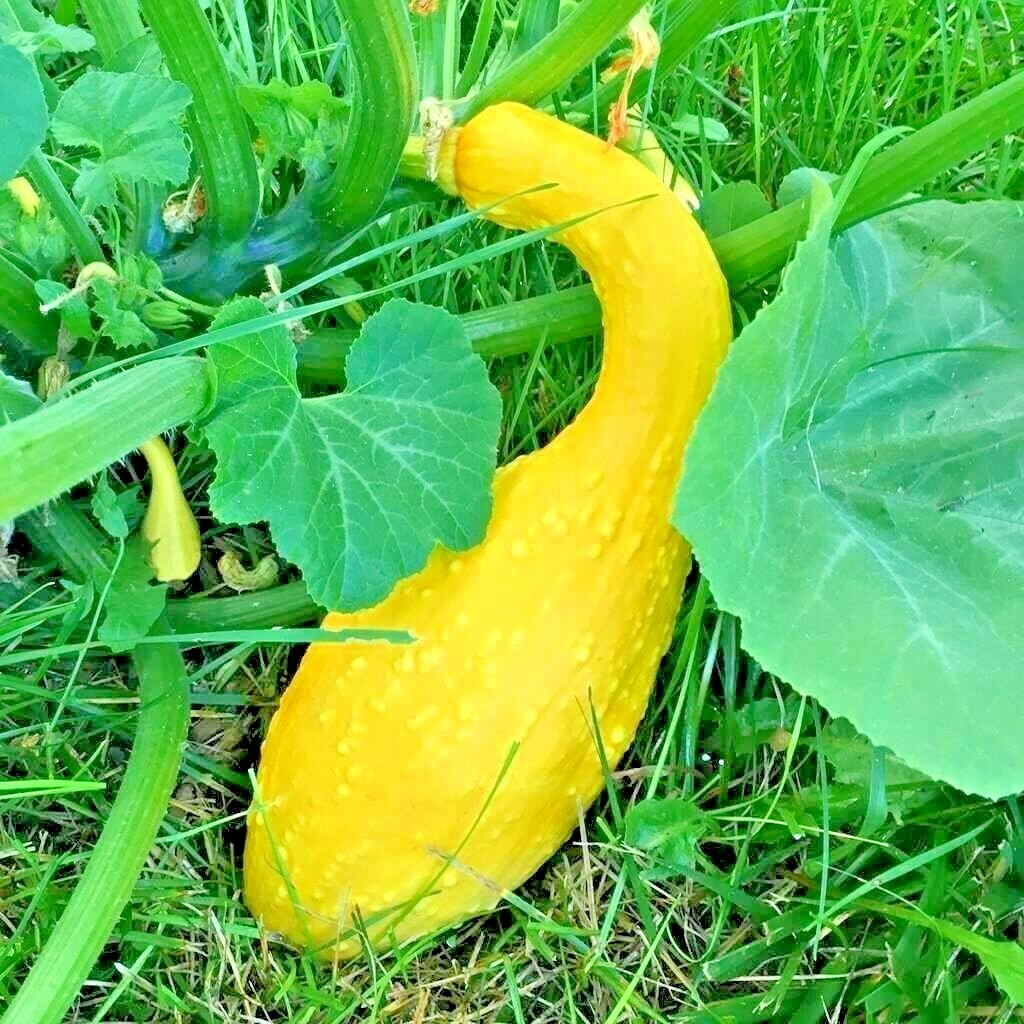 40+CROOKNECK SQUASH Seed Organic Native Heirloom Vegetable Garden Container Easy