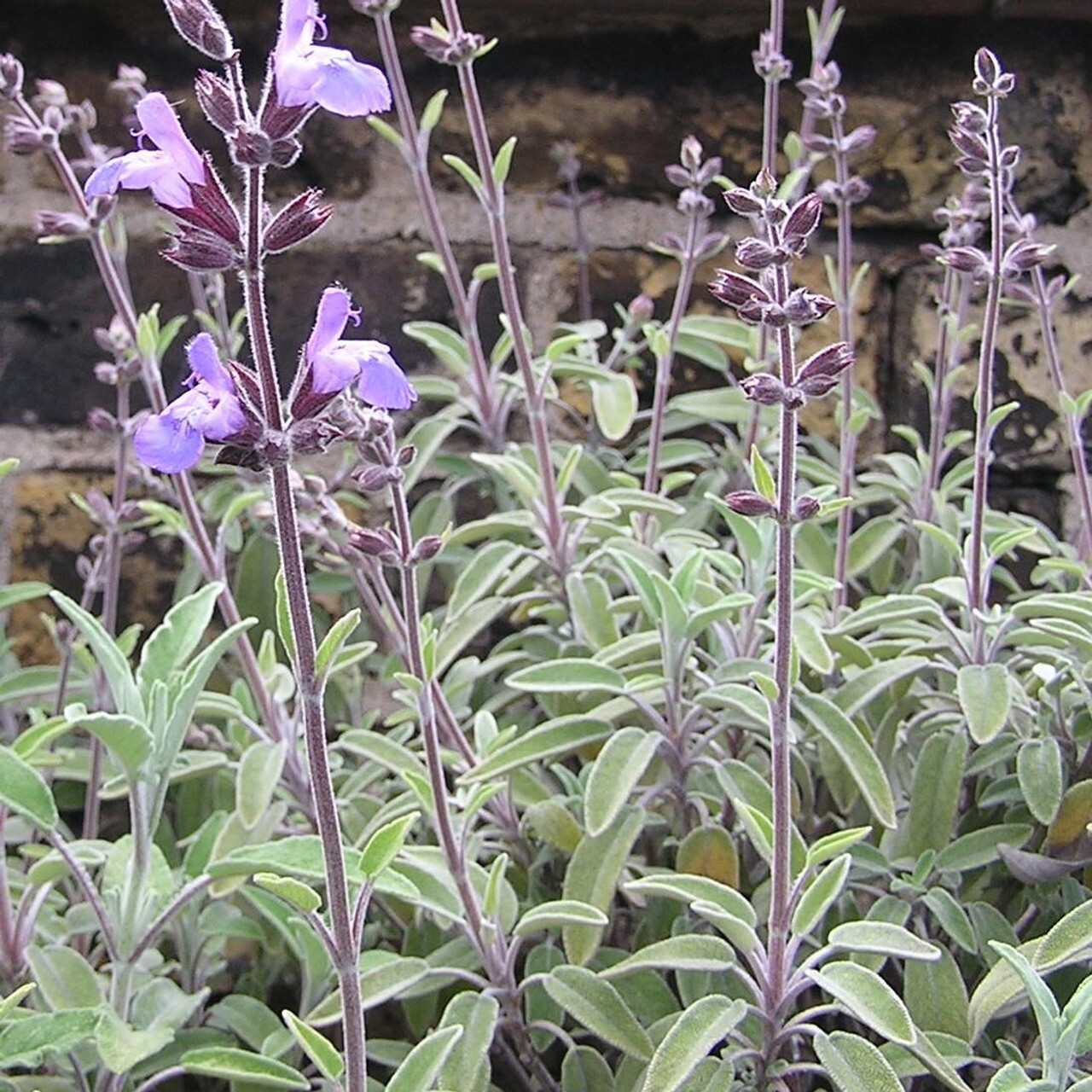 Sage Seeds | Organic | NON-GMO | Heirloom | Best seller