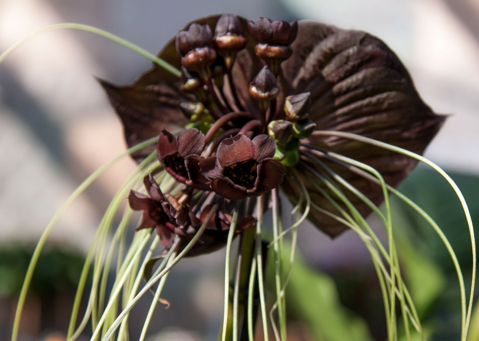 20 Seeds Tropical Ornamental Tacca integrifolia Black Bat Flower Very Rare!