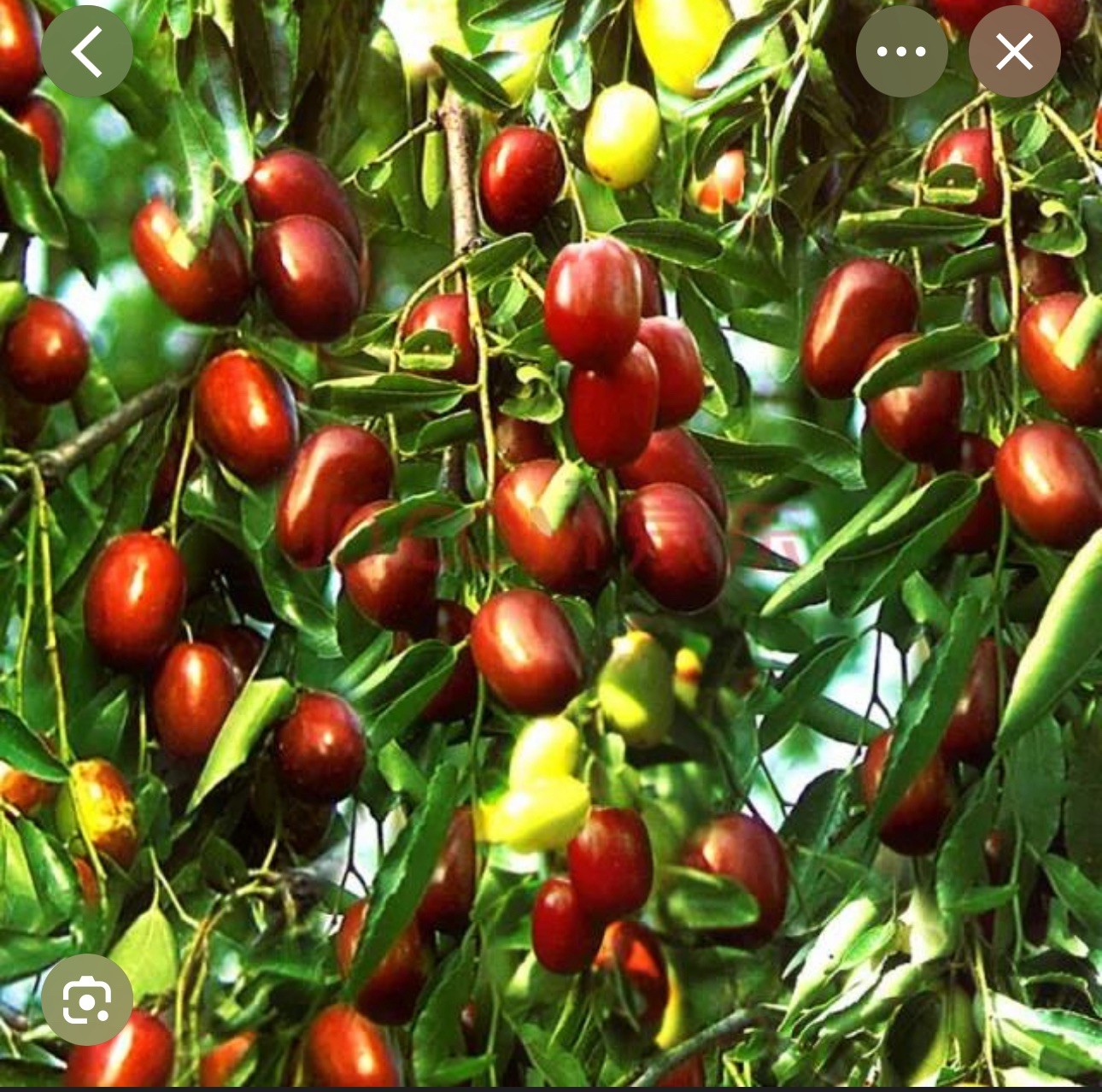10 JUJUBE FRUIT TREE SEEDS RED CHINESE DATE INDIAN PLUM Superfruit Fast Hardy