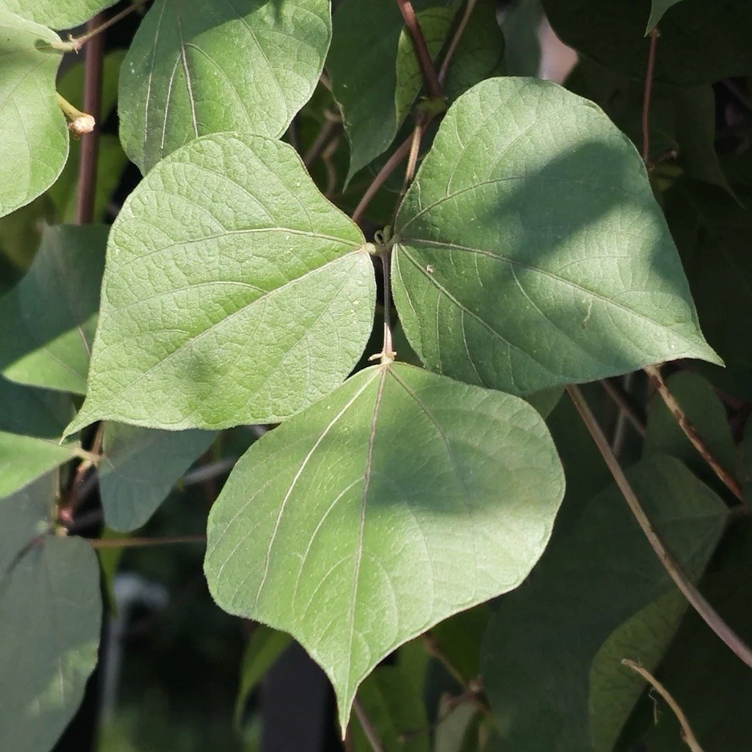 Free Shipping 6 Rare purple beans Seeds,hyacinth bean, Lablab purpureus