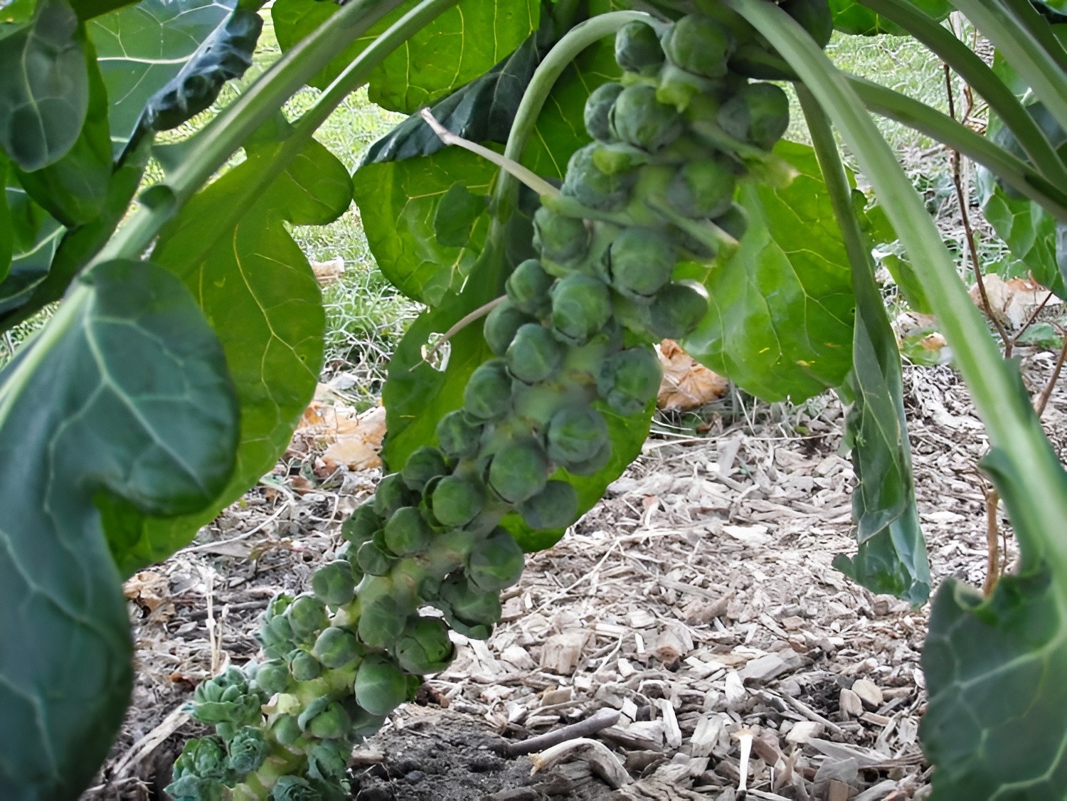 500 Heirloom Catskill Brussels Sprout Seeds – Giant Heirloom Sprouts –Cold Hardy