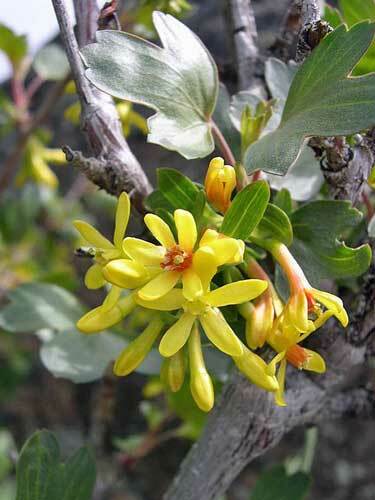 Ribes aureum | Buffalo, Clove, or Golden Currant | Pruterberry | 10 Seeds