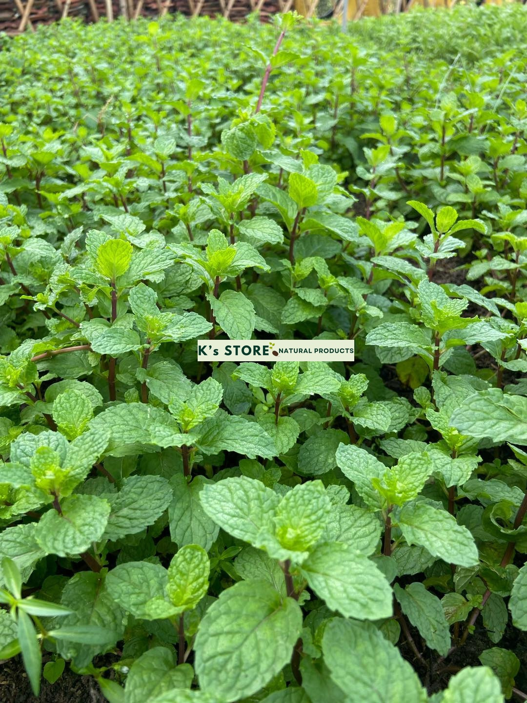 1000+ PEPERMINT HERB SEEDS – RAU HÚNG LŨI | 95% GERMINATION NON-GMO, FREE SHIP |