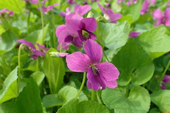 15 Red Flowered Blue Violet seeds ~ Viola sororia ~ Native *Free US Shipping*