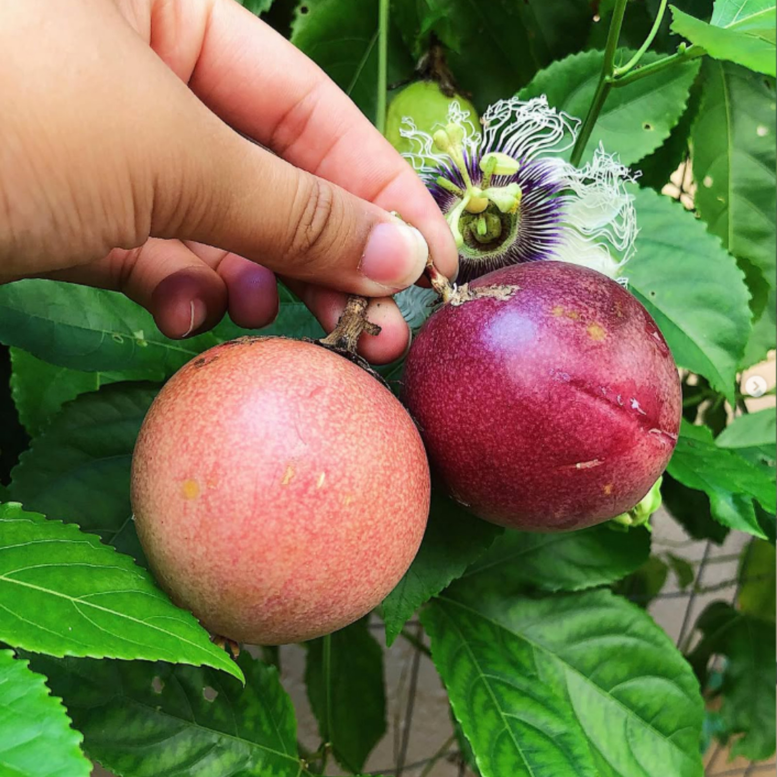 Bounty Passionfruit Live Plant 4-6 Inches Tall Rooted Cold Hardy Vine