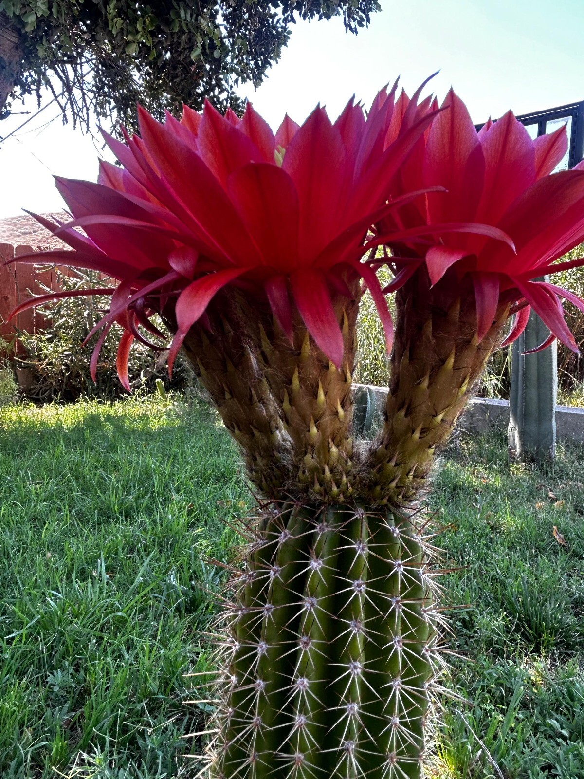 NEW,ECHINOPSIS,Hybrid,HYPNOSIS, T. Cereus,Plant,Blooming,Cactus,Succulent