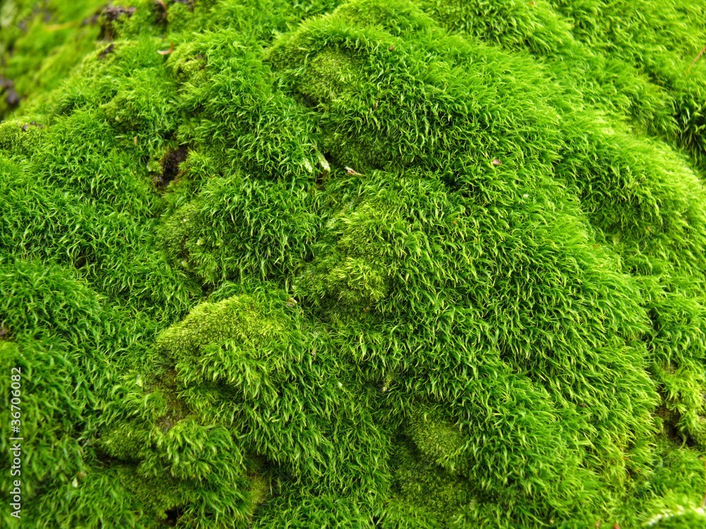 Irish Moss 300 Pelleted Seeds Sagina Subulata