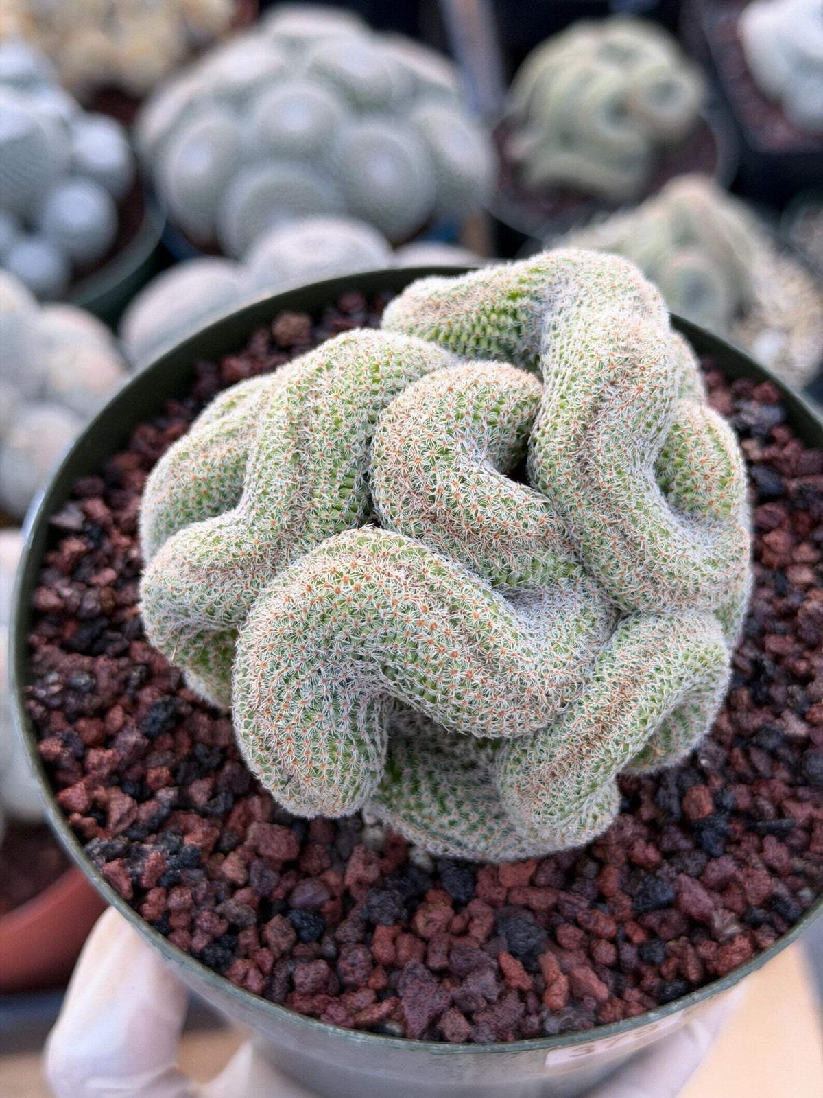 Crested Mammillaria | Rare Collector Cactus | Live Plant