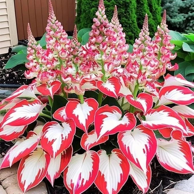 200+ Hosta Seeds Perennial Hosta Seeds for Planting Outdoor Garden Attract Polli