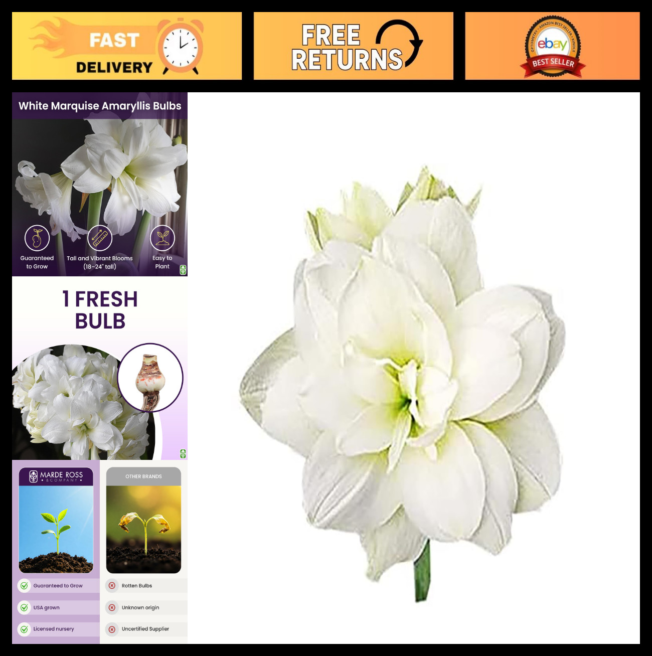 Large Marquise Double White Amaryllis Bulb – 4-8 Blooms, 16-24″ Tall, Indoor/Out