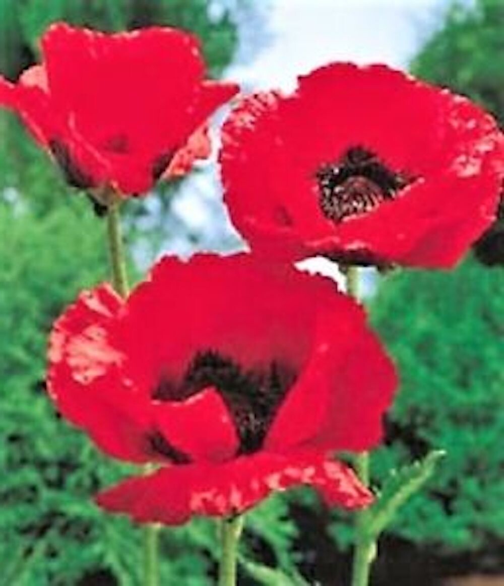 Red Poppy Seeds – Papaver rhoeas Seeds – Red Corn Poppy Flower Seeds – USA
