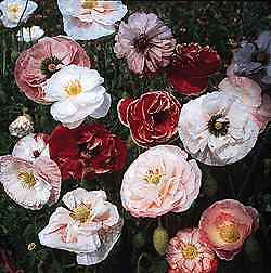 Papaver Shirley Double Mix 10,000 seeds