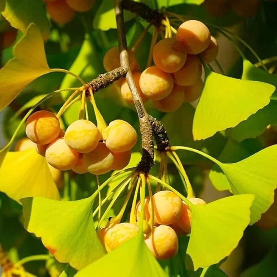 50 Ginkgo Biloba Seeds 2025 – Maidenhair Tree, Fast Growing, Bonsai & Landscape