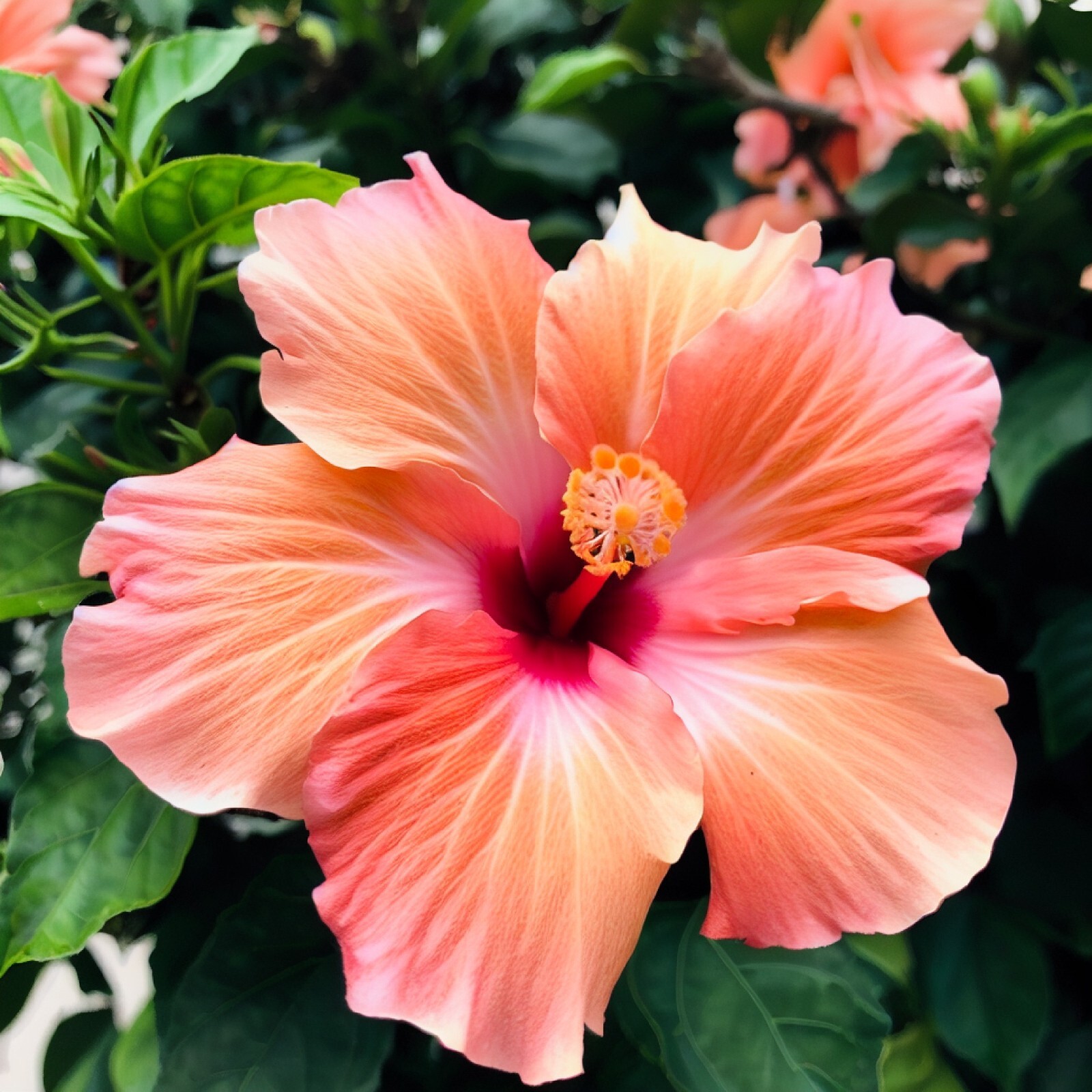 20 Pink Orange Hibiscus Seeds Flowers Flower Seed Perennial Bloom US SELLER