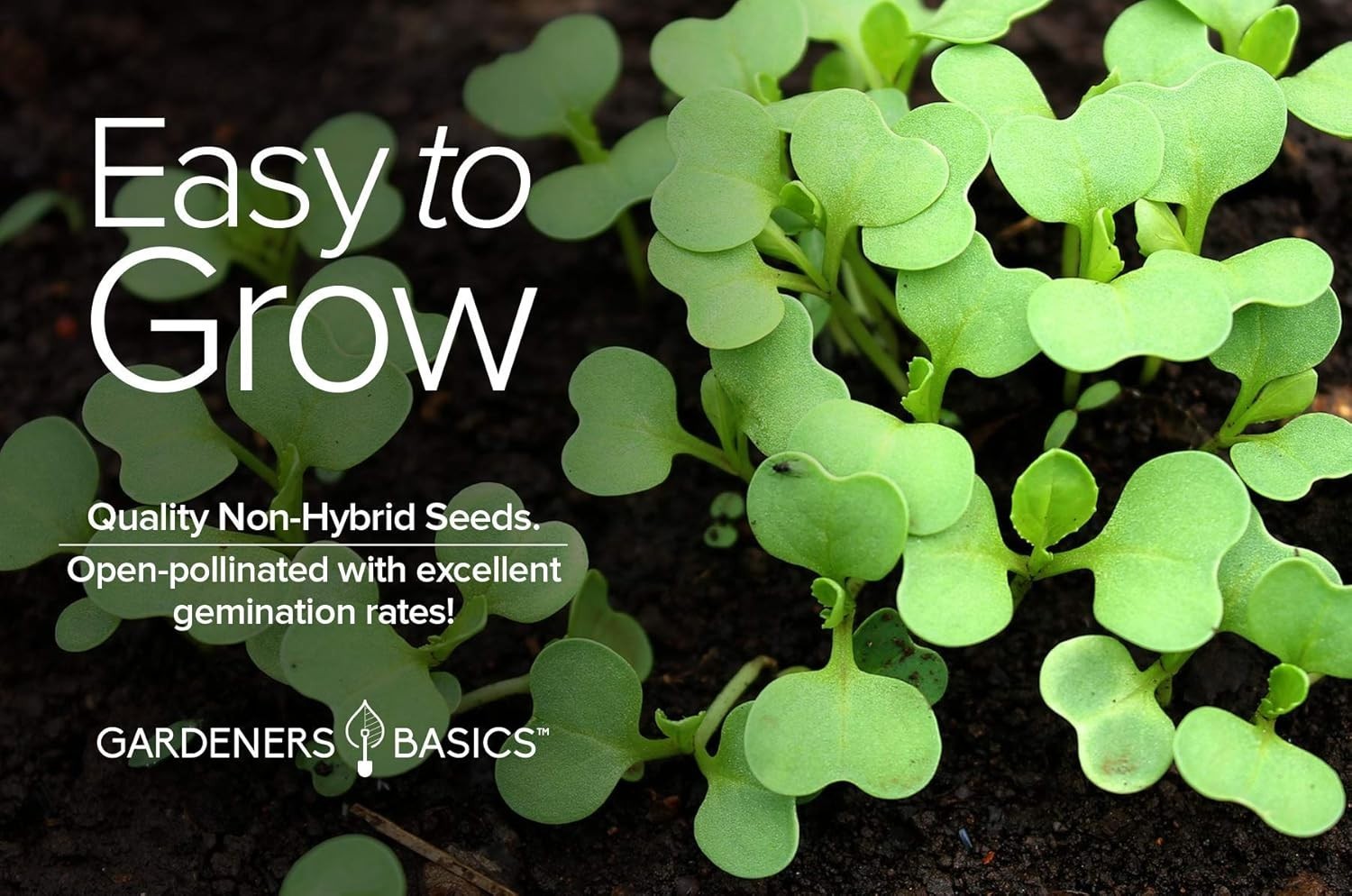 GMO-Free Bok Choy Seeds for Planting – Ideal for Spring and Summer Harvests