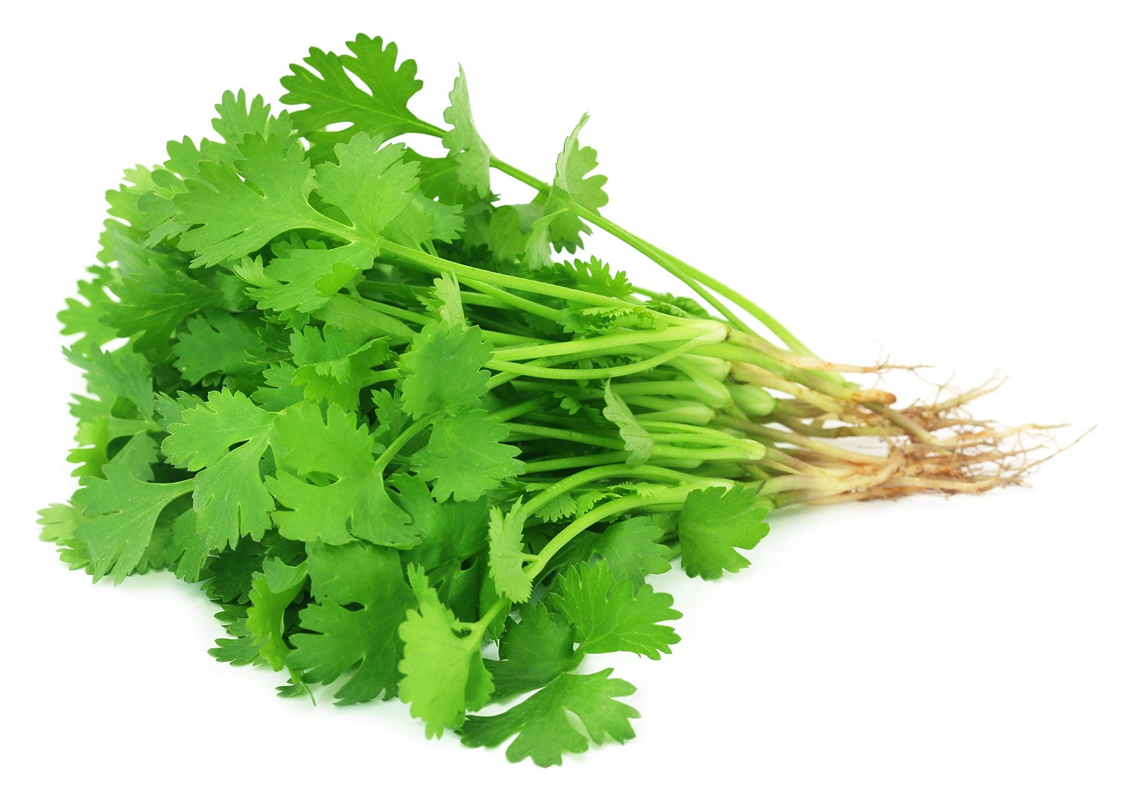 500+ Cilantro Seeds for Planting Heirloom NonGMO USA Grown Herb Seeds in Pre…