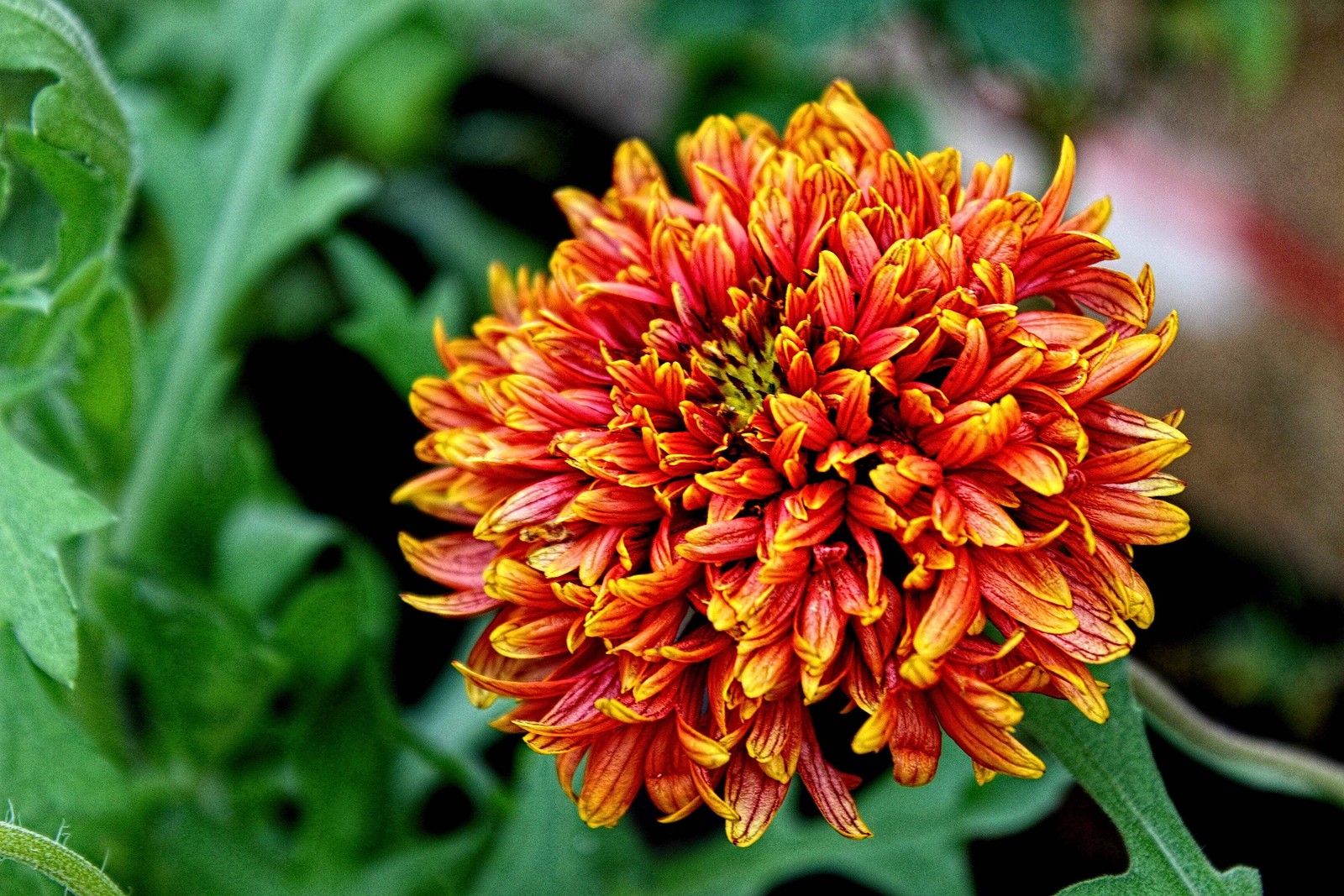 30 SUNDANCE BICOLOR GAILLARDIA Pulchella Indian Blanket Flower Seeds *Comb S/H