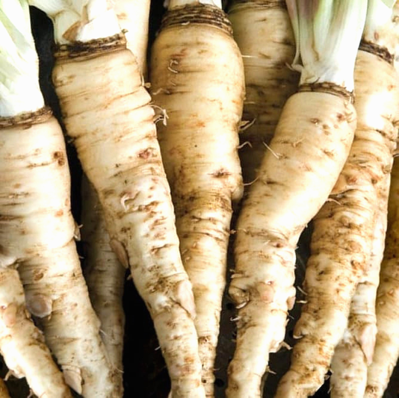 Mammoth Island Salsify 50+ SEEDS NON-GMO BUY (4) ITEMS FREE SHIPPING!!