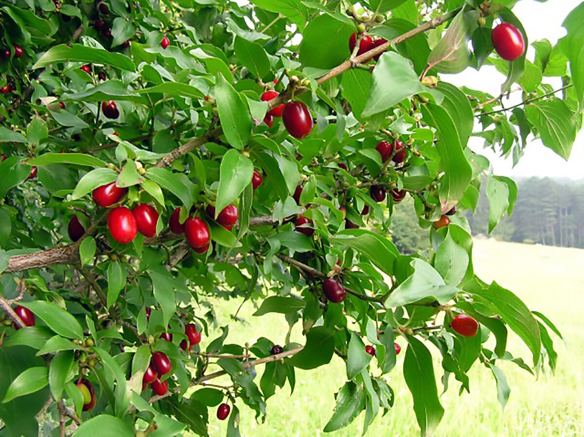 Cornelian Cherry Dogwood, Cornus mas, Tree Seeds