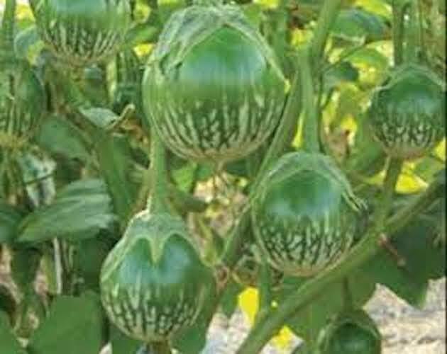 50+ 100+ seeds Thai small eggplant – Petch Siam – CÀ PHÁO xanh/ trắng-Aubergine