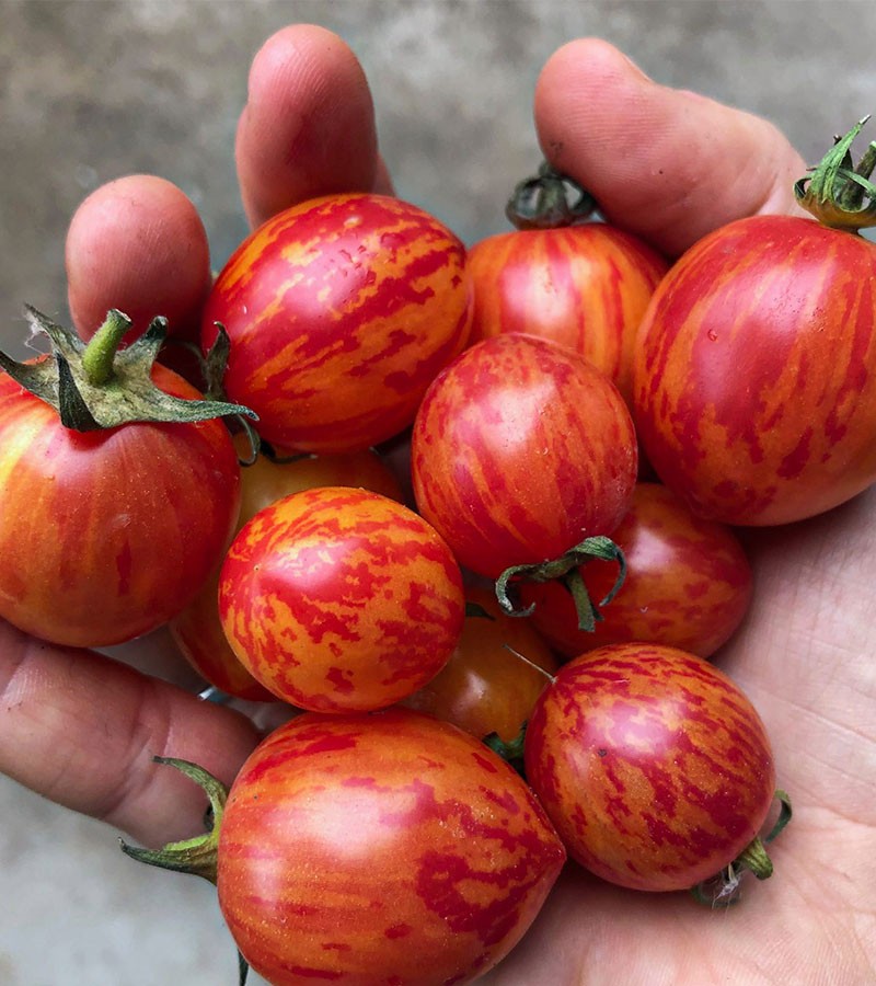 Pink Bumble Bee Cherry Tomato Seeds. 10 Organic Seeds Free Shipping!