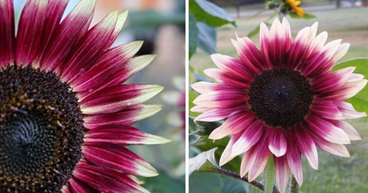 20 CHERRY ROSE ProCut Sunflower Seeds, NON GMO, Only Fresh Seeds for Your Garden